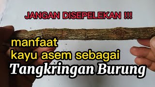 Jangan disepekan. Manfaat Kayu asem untuk tangkringan burung