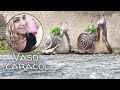 DIY -VASO CARACOL