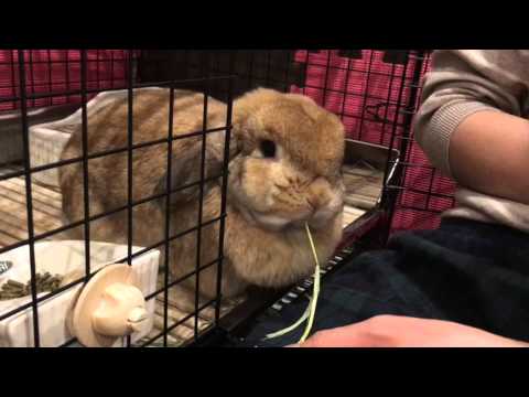 ホーランドロップ  ③チモシーやけ食い！