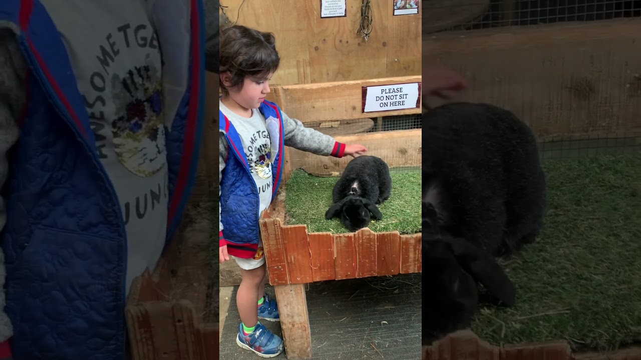 RABBITS FOR KIDS | Learn about rabbits for kids 