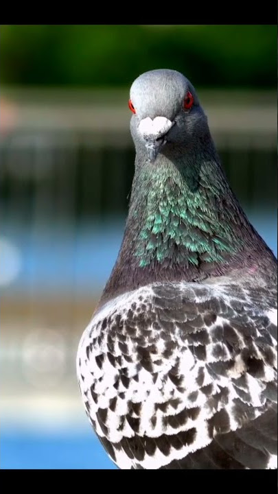 Sonido Paloma Gorjeo / Dove Sound Twitter