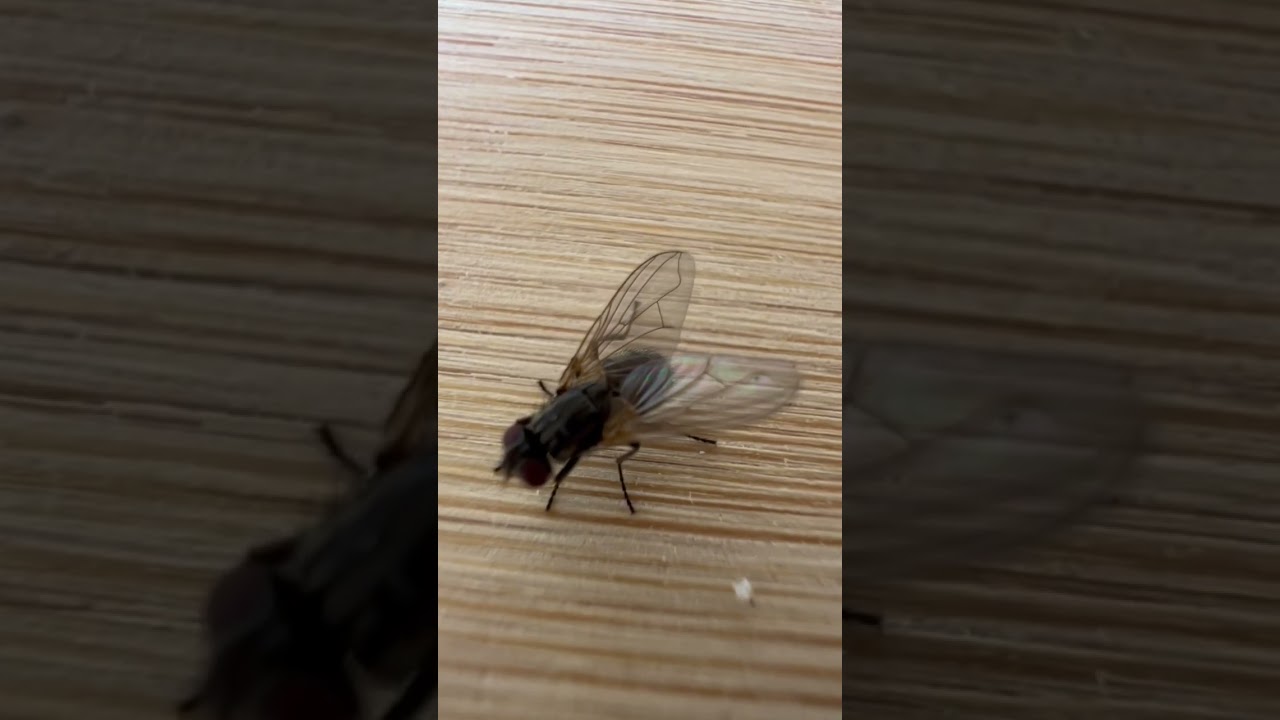 Fly Dance. iPhone macro