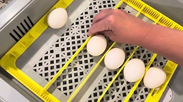 Egg Incubator for Hatching Chicks, 36 Eggs Automatic Egg Turner with Temperature & Humidity Control