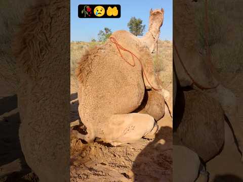 الجمل الدادا جائع في الغابة لكن يعيش على مزاجه