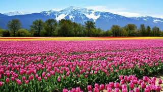 Download Lagu AAO TUMHEN CHAND PE LE ........(  ZAKHMEE  ) ....... INSTRUMENTAL ... MP3