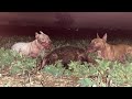 Working bull terrier  vanelles kennel our exports to the world part 1