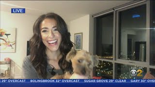 How To Keep Your Pet Safe, Healthy While Under Quarantine
