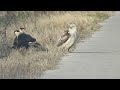 Crested Caracara/ Red Tailed Hawk  - Anahuac Wildlife Reserve - Texas