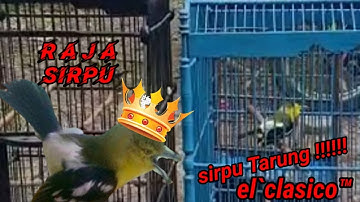 #sirpu #cipo #situ #sirdung   sirpu/cipo tarung fighter banget... #cipohkacat #sirtublangkon #hitam