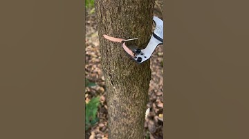 unique tools for peeling tree bark #shorts