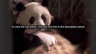 Saving the giant panda from extinction