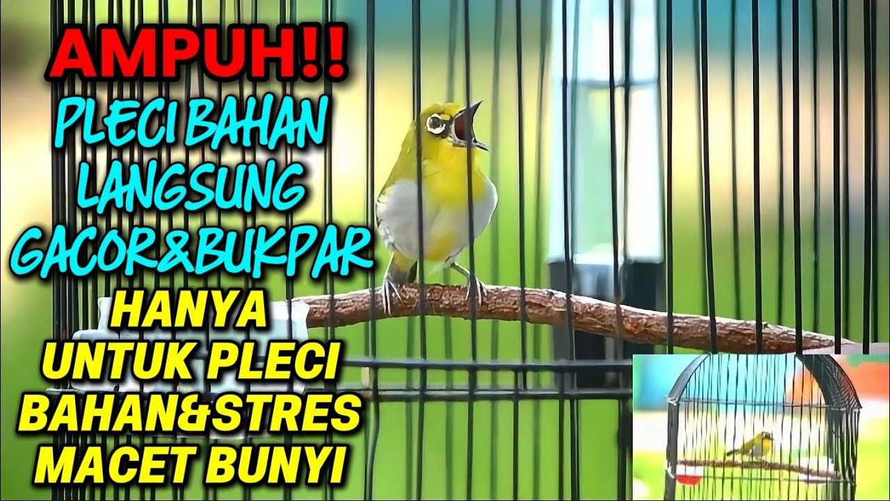 PLECI BUXTO GUNKAR CALL 123 ‼️PANCINGAN PLECI AGAR CEPET GACOR & BUKA PARUH🔥