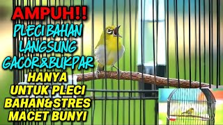 Pleci call 123 cocok buat pancingan pleci bahan ombyokan🔥