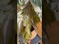 Monstera leaf winter damage #monstera #monsteraplant #plants #damage #shorts