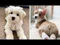 The Best Adorable Puppies 🐶 Look Forward To Seeing Them All 💖 | Cute Puppies