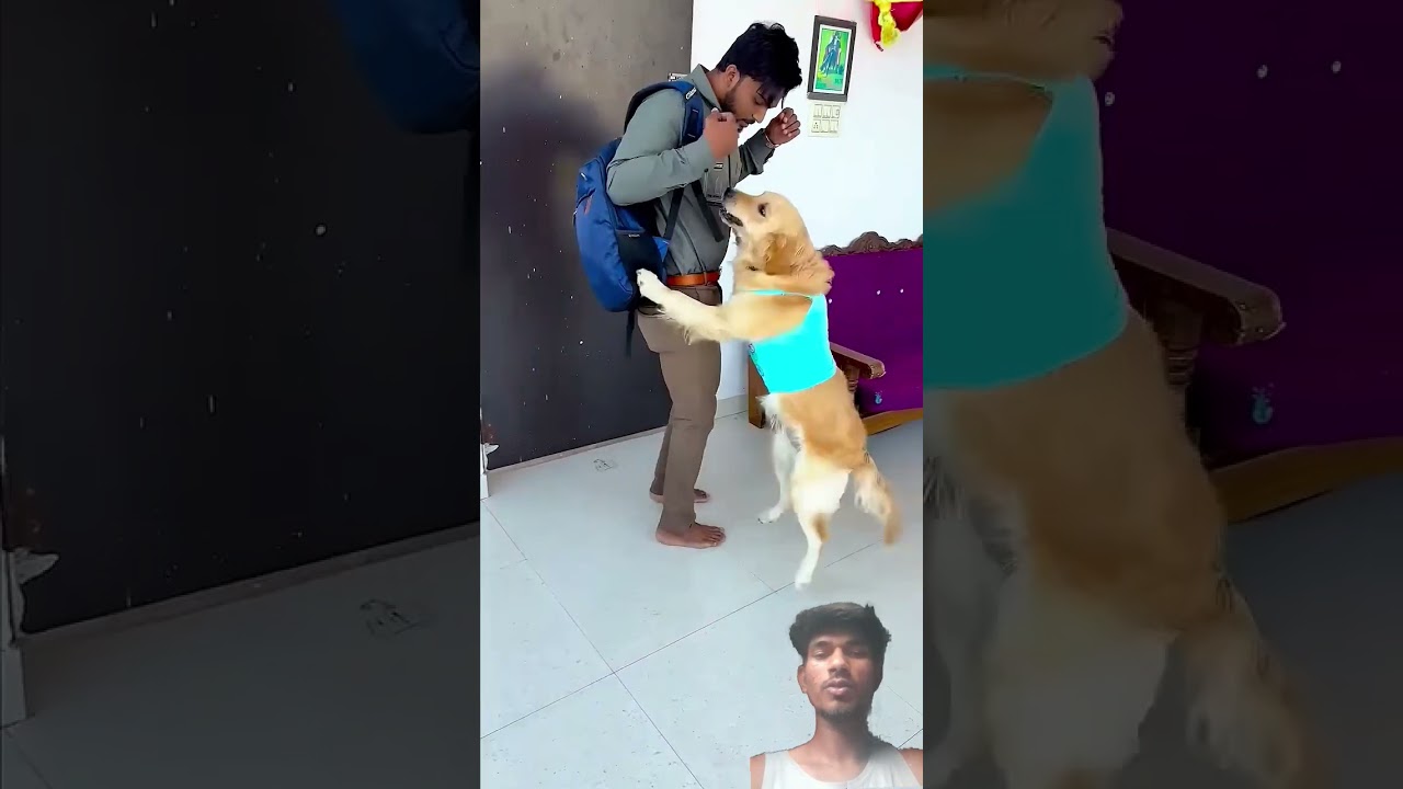 मेरे डॉगी ने मेरे जाने के बाद क्या किया😱 #funnydogs​ #shorts​