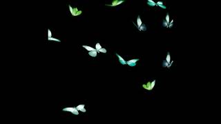 Green screen butterfly flying #6. Unbelievable MUST WATCH by everyone. Butterfly animation.