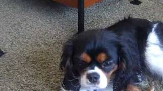 King Charles Cavalier Crazy Dogs Destroy Living Room Kaos