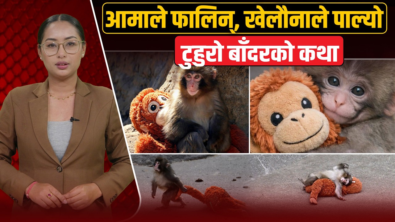 आमाको अभावमा खेलौनाको सहारा, पन्च र ओरान–मामाको अनौठो सम्बन्ध ।