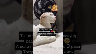 ❗️❗️НУЖНА ВАША ПОМОЩЬ❗️❗️#помощь #помощьбездомным #котик #помощькошке