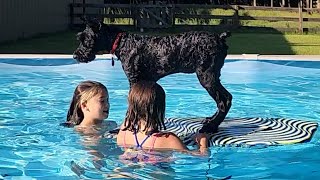 Giant Schnauzer Pup | Water Confidence