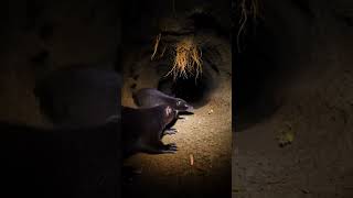 Mole Pov Underground Apex Predator Hunts In Darkness Season Finale