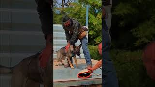 Power In Protection Dog