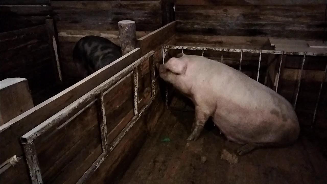 Как построить сарай для свиней своими руками