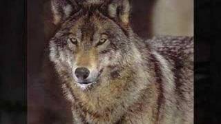 Wolf Slideshow 3