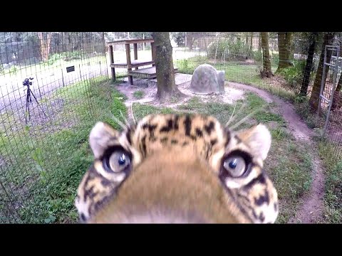 Jaguar Takes Down A Camera!
