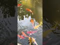 Beautiful fish #fish #beautifulfish