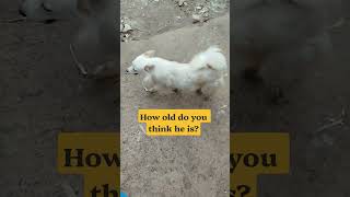 How old do you think he is? #viral #fadhilidogs #petsunited