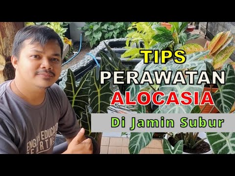 Video: Alocasia (37 Foto): Aturan Merawat Tanaman Di Rumah. Ciri-ciri Rimpang Besar Alocasia Dan Jenis Bunga Lainnya