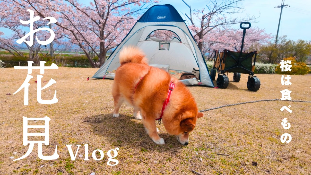 コンソメと一緒なら桜が無くても癒されます😙