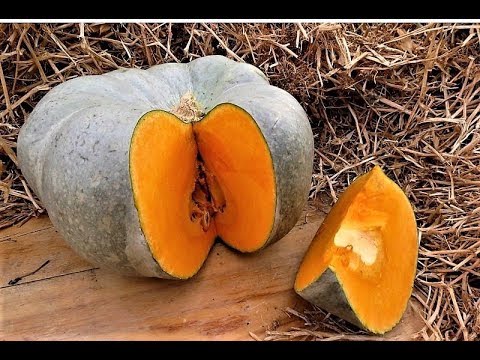 Video: Butternut Balqabağının Növləri Və Becərilməsi