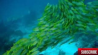 Relaxing  With Amazing Nature  Hd  1080p  5 Minute