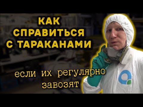 Как бороться с тараканами при систематических заражениях