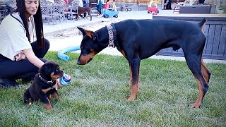 Rottweiler Puppy vs Doberman Pinscher