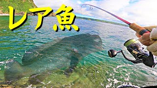 #113 磯からのルアー釣りでレア魚が釣れた！