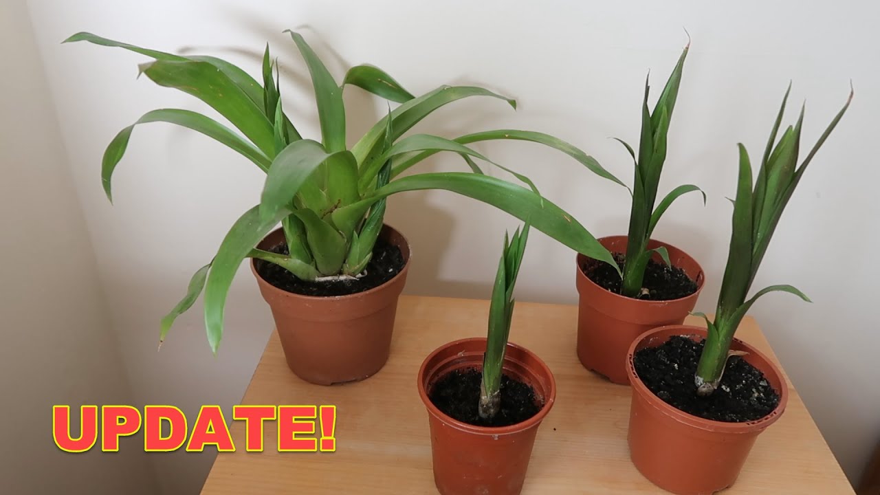 Bromeliad Propagation Update Check Out These Guzmania Pups! YouTube