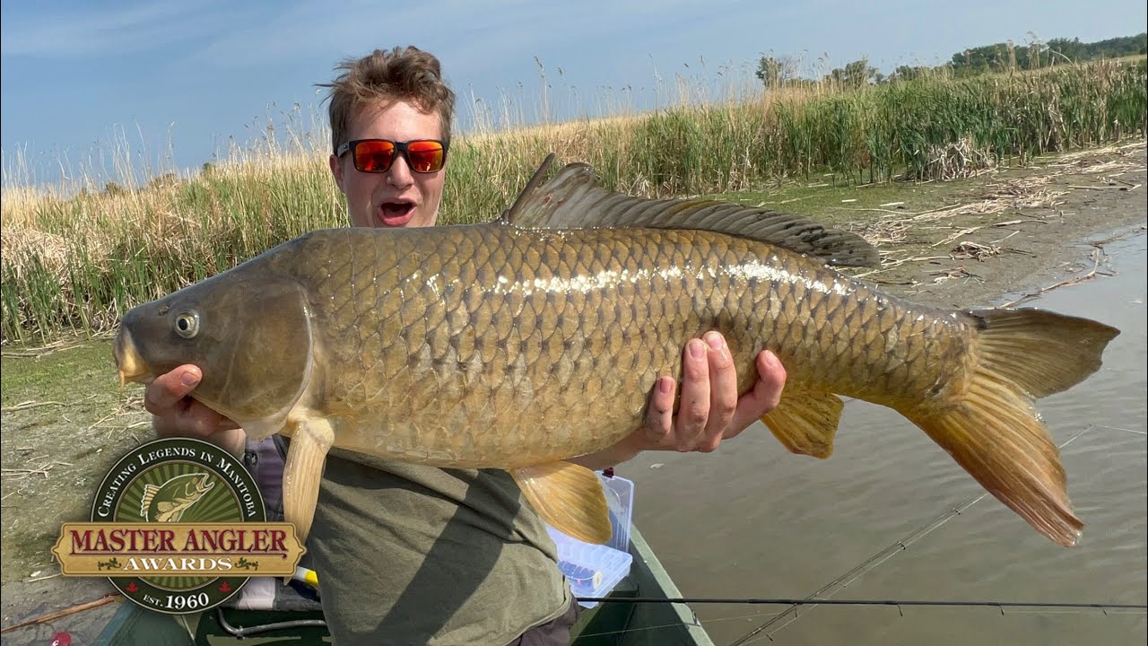 Spring carp fishing (INSANE) #fishing #manitoba - YouTube