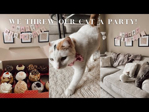 we threw our CAT a birthday party!! + holiday office party | vlogmas day 19 & 20
