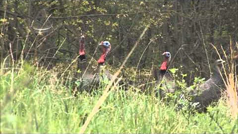 Youth Turkey Hunt in PA