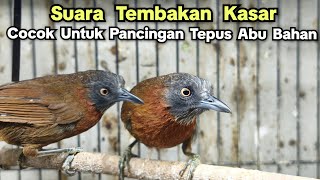 Download Lagu SUARA TEMBAKAN KASAR‼️ COCOK UNTUK PANCINGAN TEPUS ABU BAHAN‼️ MP3