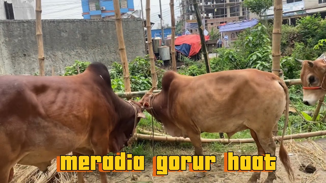 Meradia gorur haat 2024|part :1