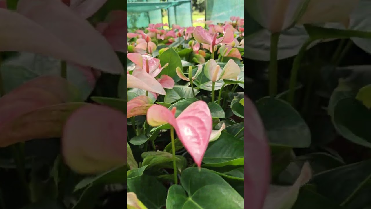 anthurium 'goliath' Anthurium Goliath  ProtoLeaf