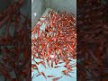 hayyuukkk om ruedyyy” ikan bibitan nya pastinyaaa mwening josjis” ya #ikanhiaskoki#kolam #koi #hias