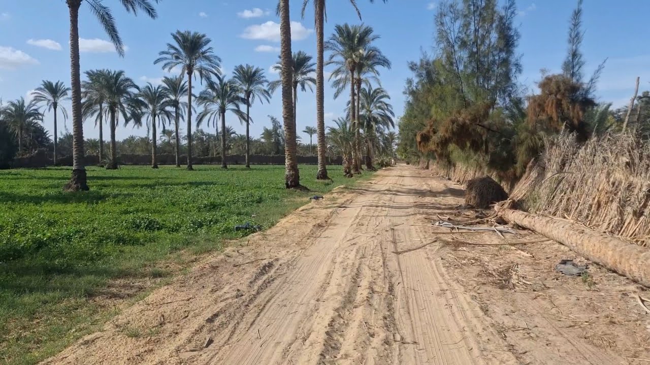 مزرعة ريفي 20 فدان عقد ملك نهائي من المحافظة في وادي النطرون طريق مصر اسكندرية الصحراوي