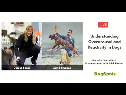 Understanding Overarousal and Reactivity in Dogs