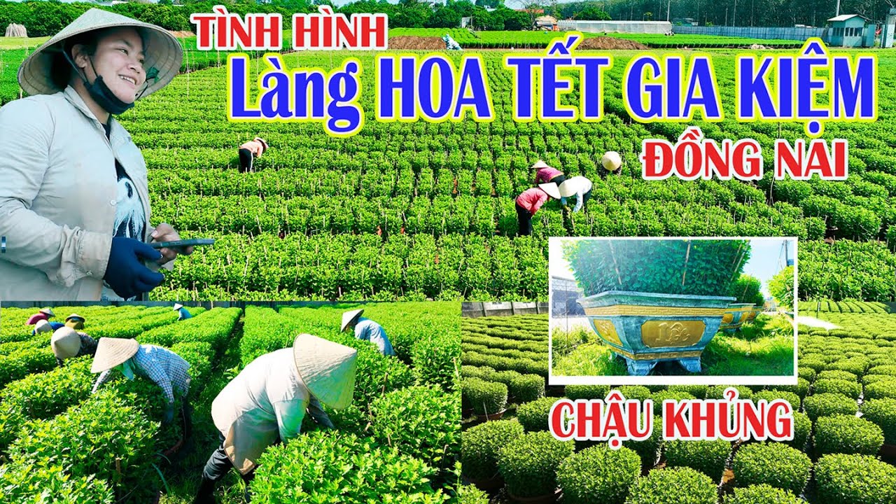 Gần TẾT | Tình hình Các VƯỜN HOA TẾT ở Gia Kiệm | ĐỒNG NAI | Mong HOA ĐƯỢC MUA | Tết 2024.
